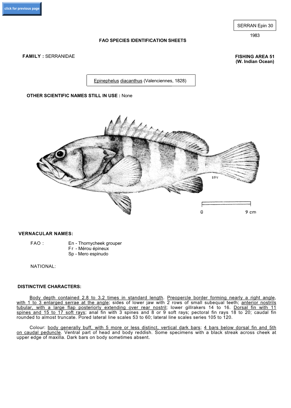 Serranidae Fao Species Identification Sheets