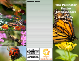 The Pollinator Pantry Ambassadors of the White-Lined Sphinx Moth (Hyles Lineata) St