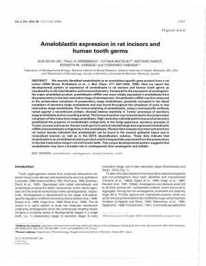 Ameloblastin Expression in Rat Incisors and Human Tooth Germs