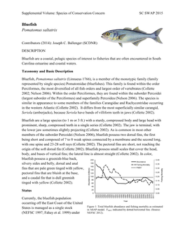 Bluefish Pomatomus Saltatrix