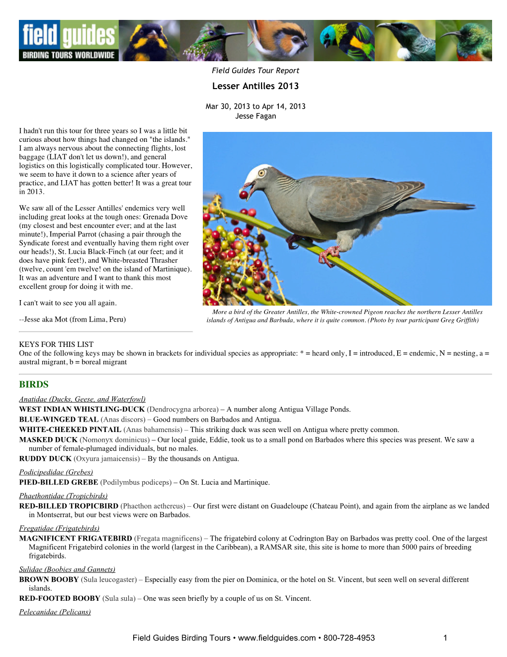 FIELD GUIDES BIRDING TOURS: Lesser Antilles 2013