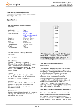 Goat Anti-Calretinin Antibody Peptide-Affinity Purified Goat Antibody Catalog # Af1182a