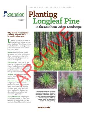 Planting Longleaf Pine in Urban Landscapes?