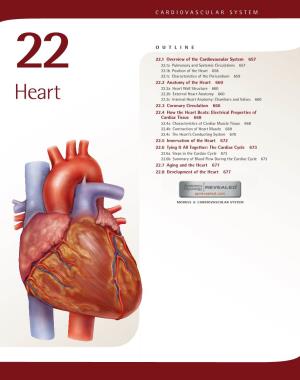 22. Heart.Pdf