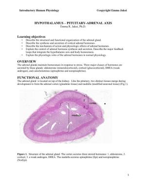 HYPOTHALAMUS – PITUITARY-ADRENAL AXIS Learning Objectives OVERVIEW FUNCTIONAL ANATOMY