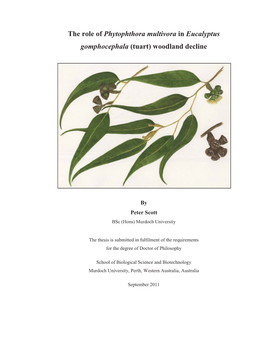 The Role of Phytophthora Soil Borne Pathogens in Eucalyptus