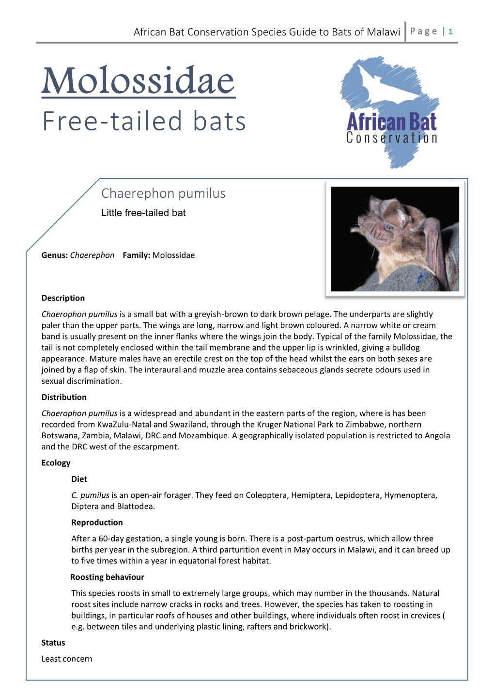 African Bat Conservation Species Guide to Bats of Malawi P a G E | 1