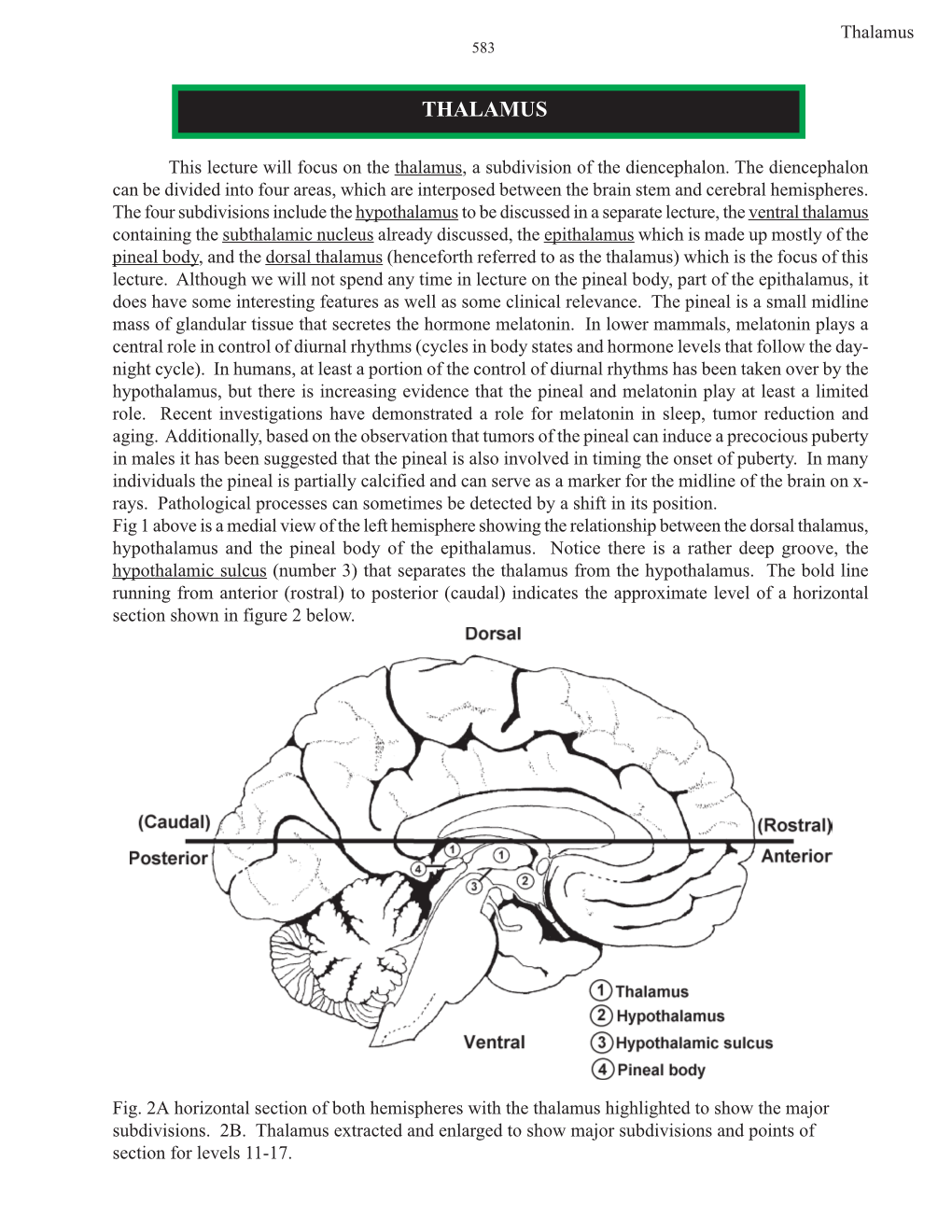 Thalamus.Pdf