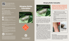Stinging Nettle Caterpillar