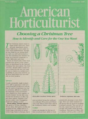 Choosing a Christmas Tree How to Identijy and Carefor the One You Want