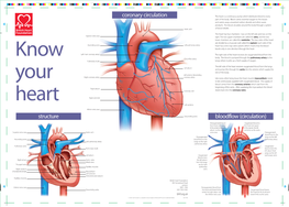 Structure Coronary Circulation