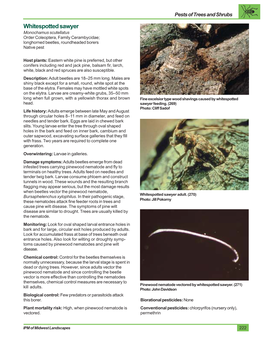 Whitespotted Sawyer Monochamus Scutellatus Order Coleoptera, Family Cerambycidae; Longhorned Beetles, Roundheaded Borers Native Pest