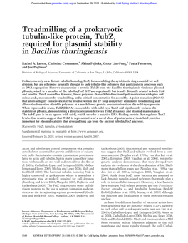 Treadmilling of a Prokaryotic Tubulin-Like Protein, Tubz, Required for Plasmid Stability in Bacillus Thuringiensis