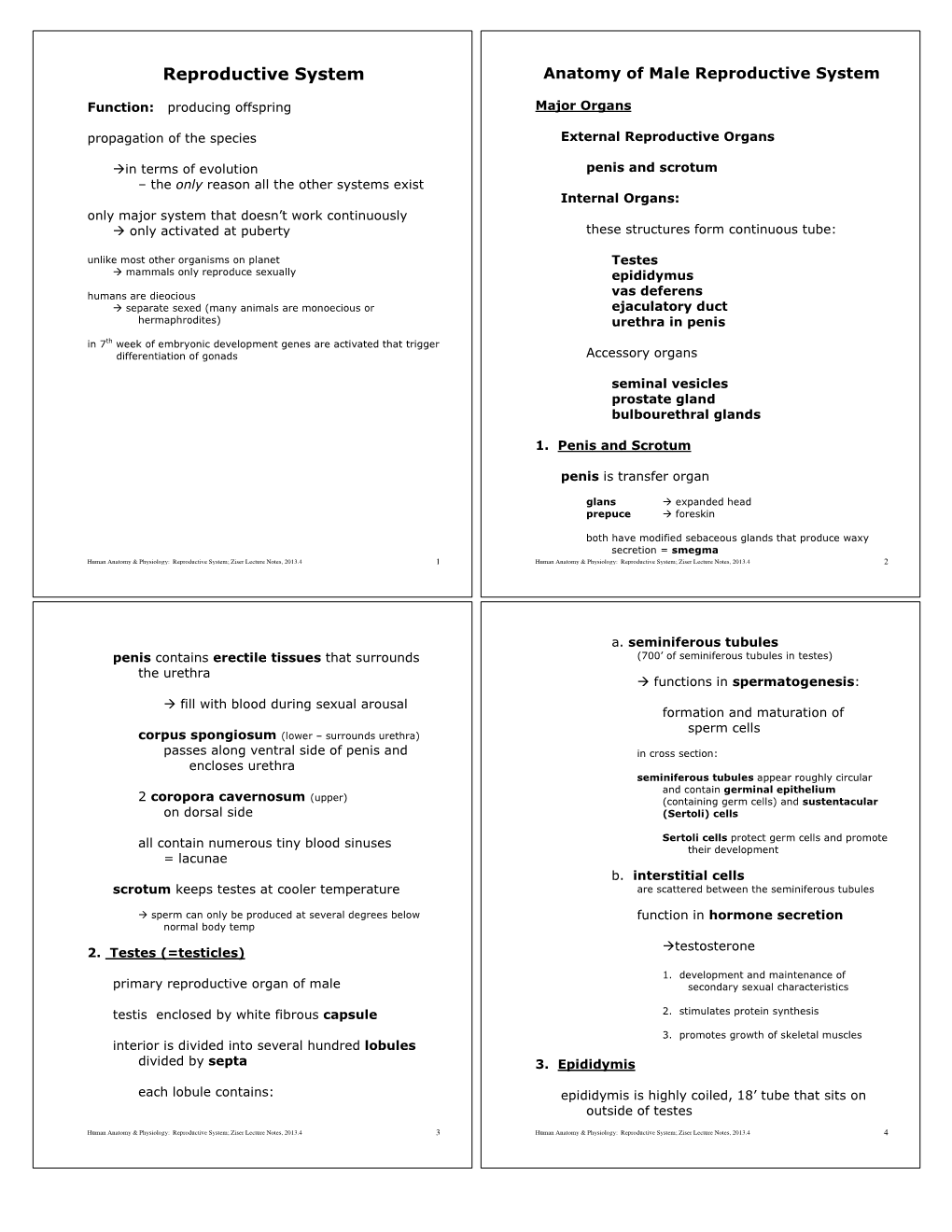 Anatomy of Male Reproductive System - DocsLib