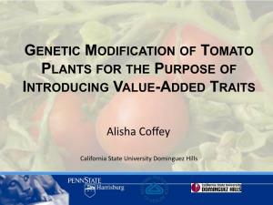 Genetic Modification of Tomato Plants to Produce More Lycopene