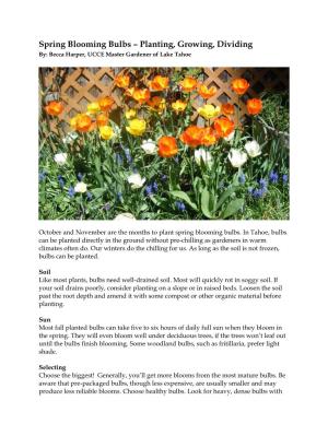 Spring Blooming Bulbs – Planting, Growing, Dividing By: Becca Harper, UCCE Master Gardener of Lake Tahoe