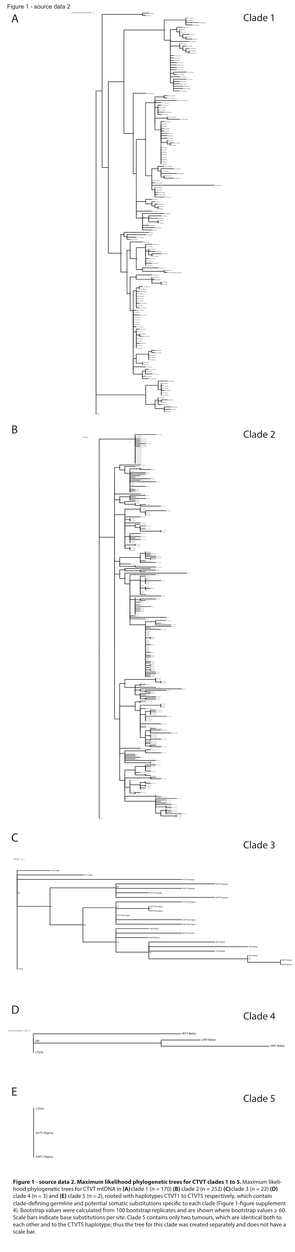 Clade 1 361T-Paraguay