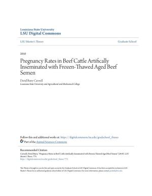 Pregnancy Rates in Beef Cattle Artifically Inseminated with Frozen-Thawed Aged Beef Semen