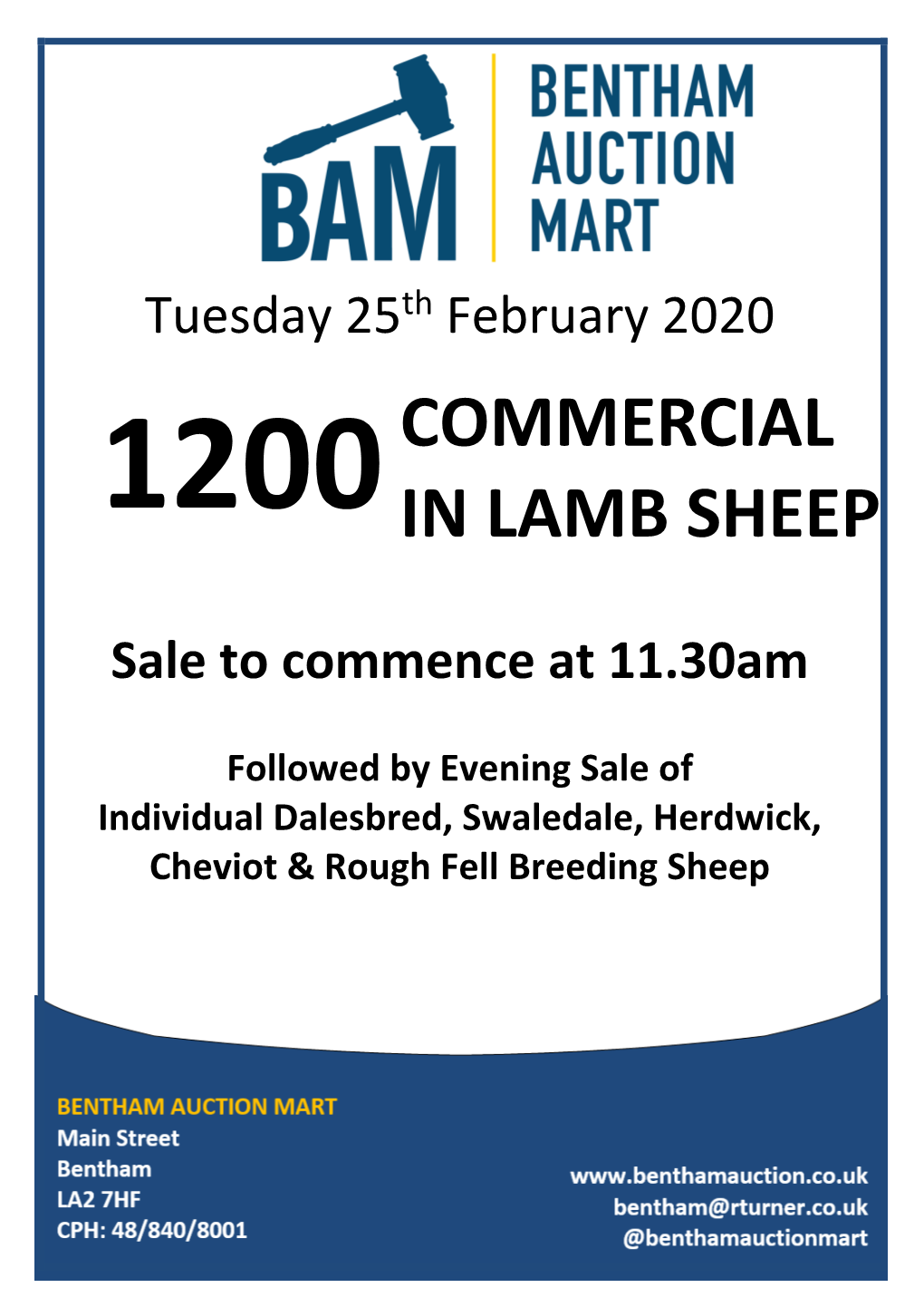 Commercial in Lamb Sheep