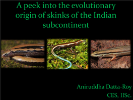 A Peek Into the Evolutionary Origin of Skinks of the Indian Subcontinent