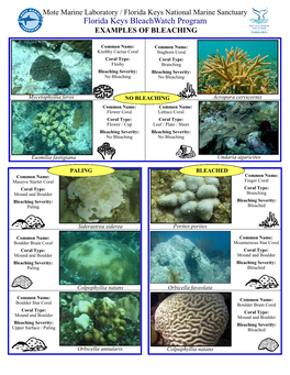 Coral Bleaching Examples