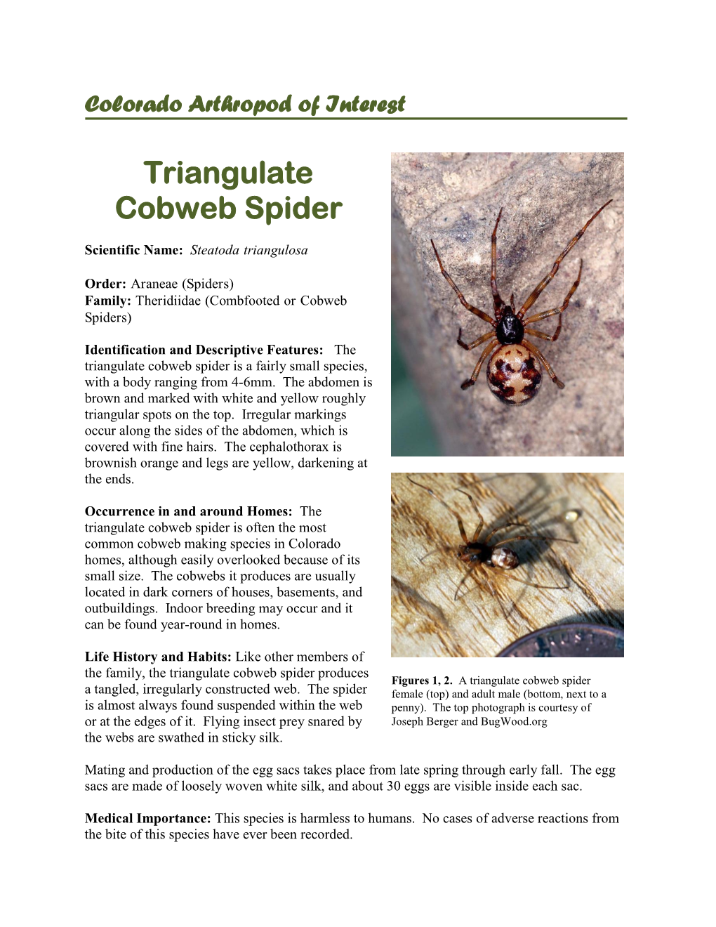 Triangulate Cobweb Spider