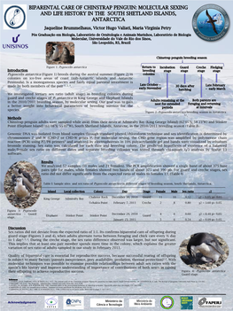 Biparental Care of Chinstrap Penguin: Molecular Sexing and Life History in the South Shetland Islands, Antarctica
