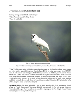 Procnias Albus (White Bellbird)
