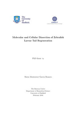 Molecular and Cellular Dissection of Zebrafish Larvae Tail Regeneration