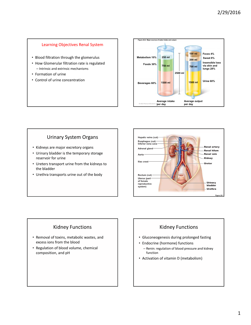 Urinary System Organs Kidney Functions Kidney Functions