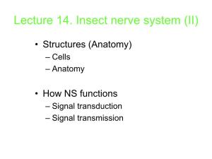 Lecture 14. Insect Nerve System (II)