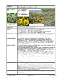 Encelia Farinosa A. Gray Ex Torr NRCS CODE: Tribe: Heliantheae ENFA Family: Asteraceae Order: Asterales Subclass: Asteridae Class: Magnoliopsida