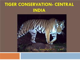 Tiger Conservation- Central India