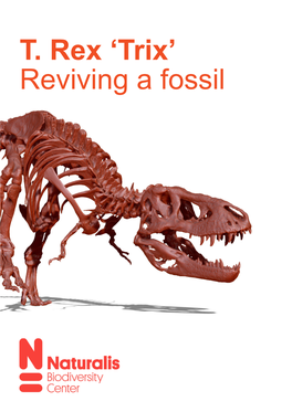T. Rex 'Trix' Reviving a Fossil