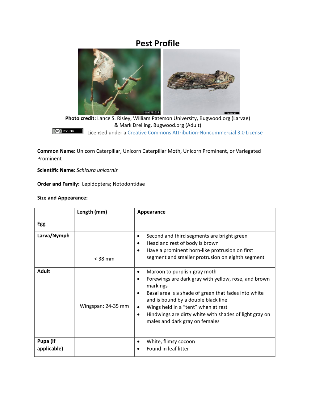 Unicorn Caterpillar, Unicorn Caterpillar Moth, Unicorn Prominent, Or Variegated Prominent