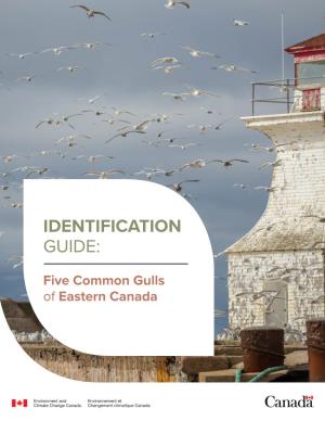 Eastern Canada Common Gulls Identification Guide 2019