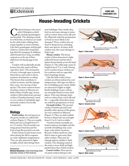 House-Invading Crickets