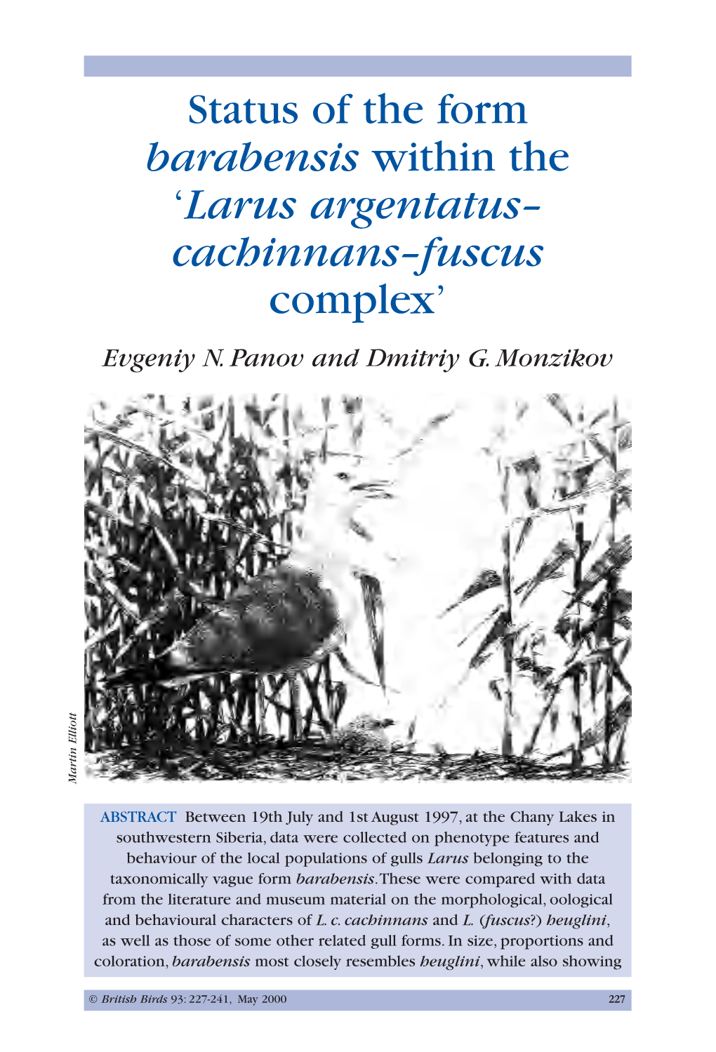 Larus Argentatus-Cachinnans-Fuscus Complex