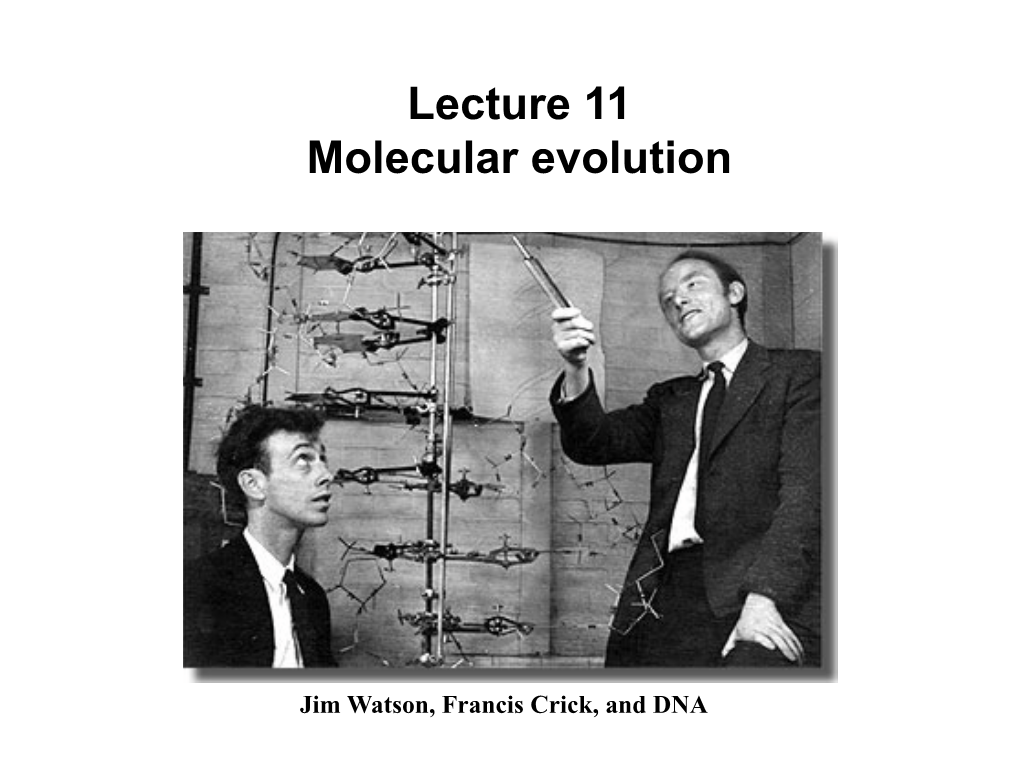 Lecture 11 Molecular Evolution