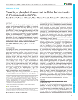 Transbilayer Phospholipid Movement Facilitates the Translocation of Annexin Across Membranes Sarah E