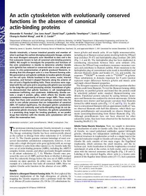 An Actin Cytoskeleton with Evolutionarily Conserved Functions in the Absence of Canonical Actin-Binding Proteins