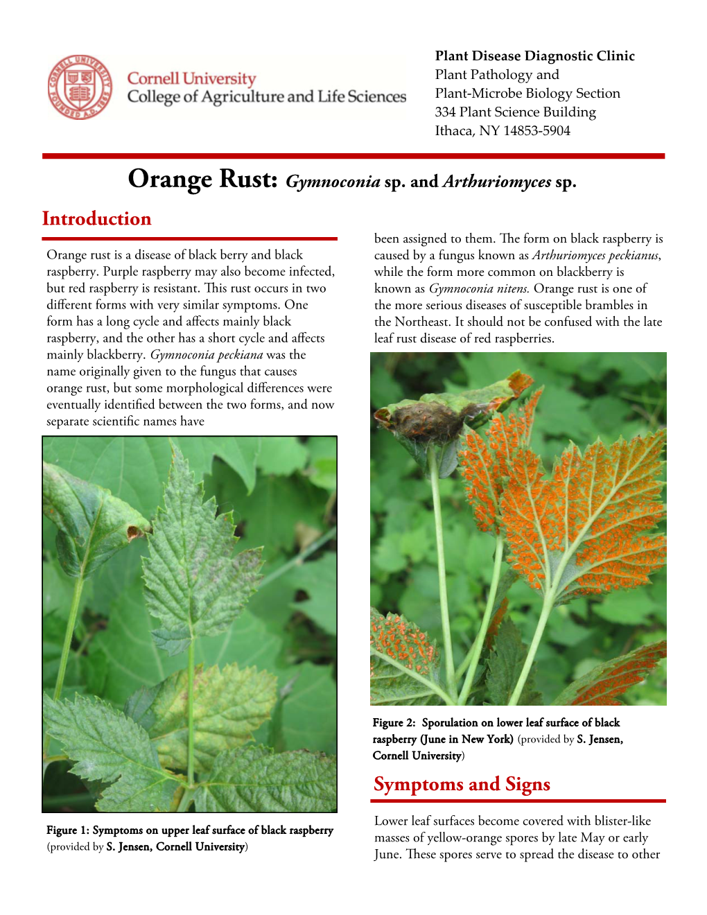 Orange Berry Rust