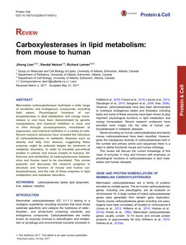 Carboxylesterases in Lipid Metabolism: from Mouse to Human