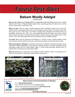 Balsam Woolly Adelgid (Adelges Piceae)