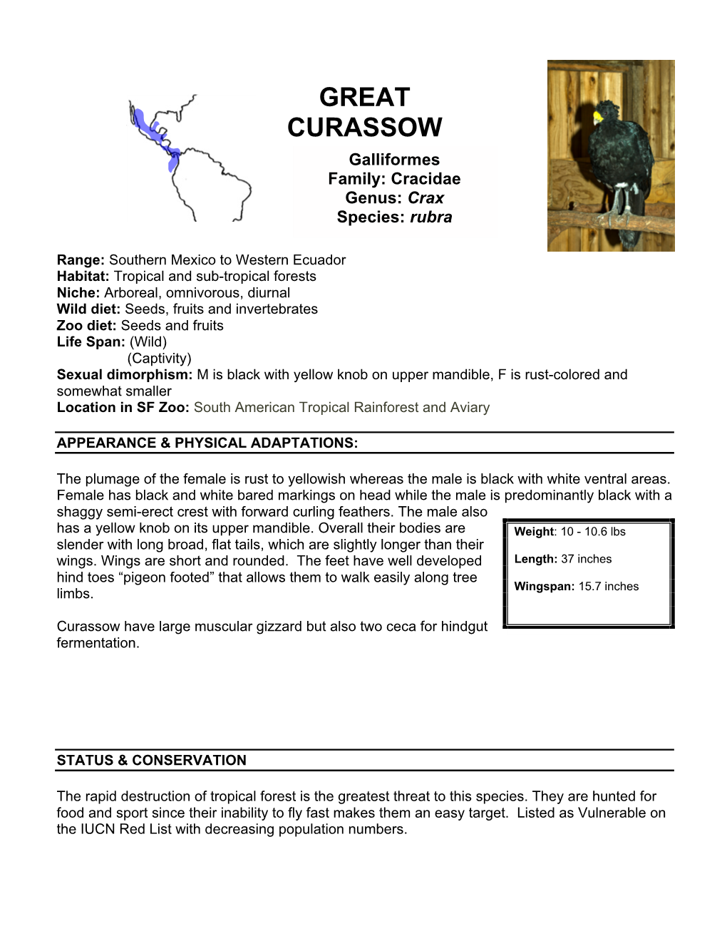 GREAT CURASSOW Galliformes Family: Cracidae Genus: Crax Species: Rubra