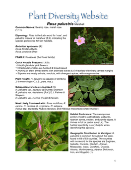 Rosa Palustris Marshall Common Names: Swamp Rose, Marsh Rose (1,11)