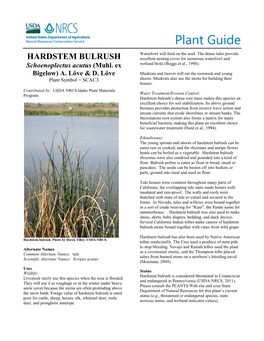 Plant Guide for Hardstem Bulrush (Schoenoplectus Acutus)