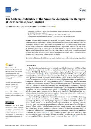 The Metabolic Stability of the Nicotinic Acetylcholine Receptor at the Neuromuscular Junction
