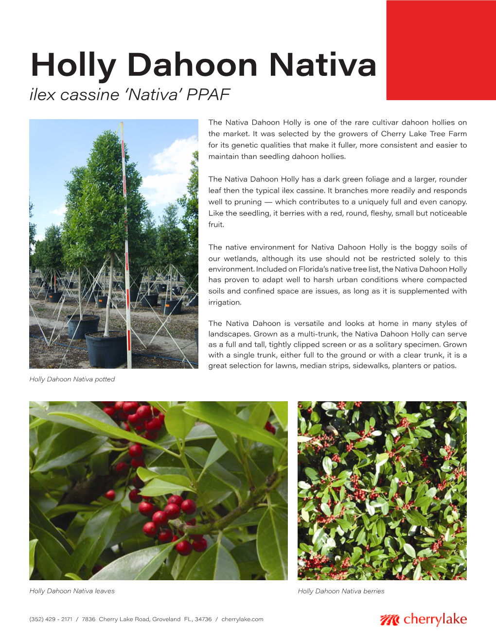 Holly Dahoon Nativa Ilex Cassine ‘Nativa’ PPAF