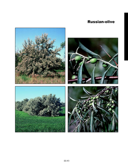 Russian-Olive